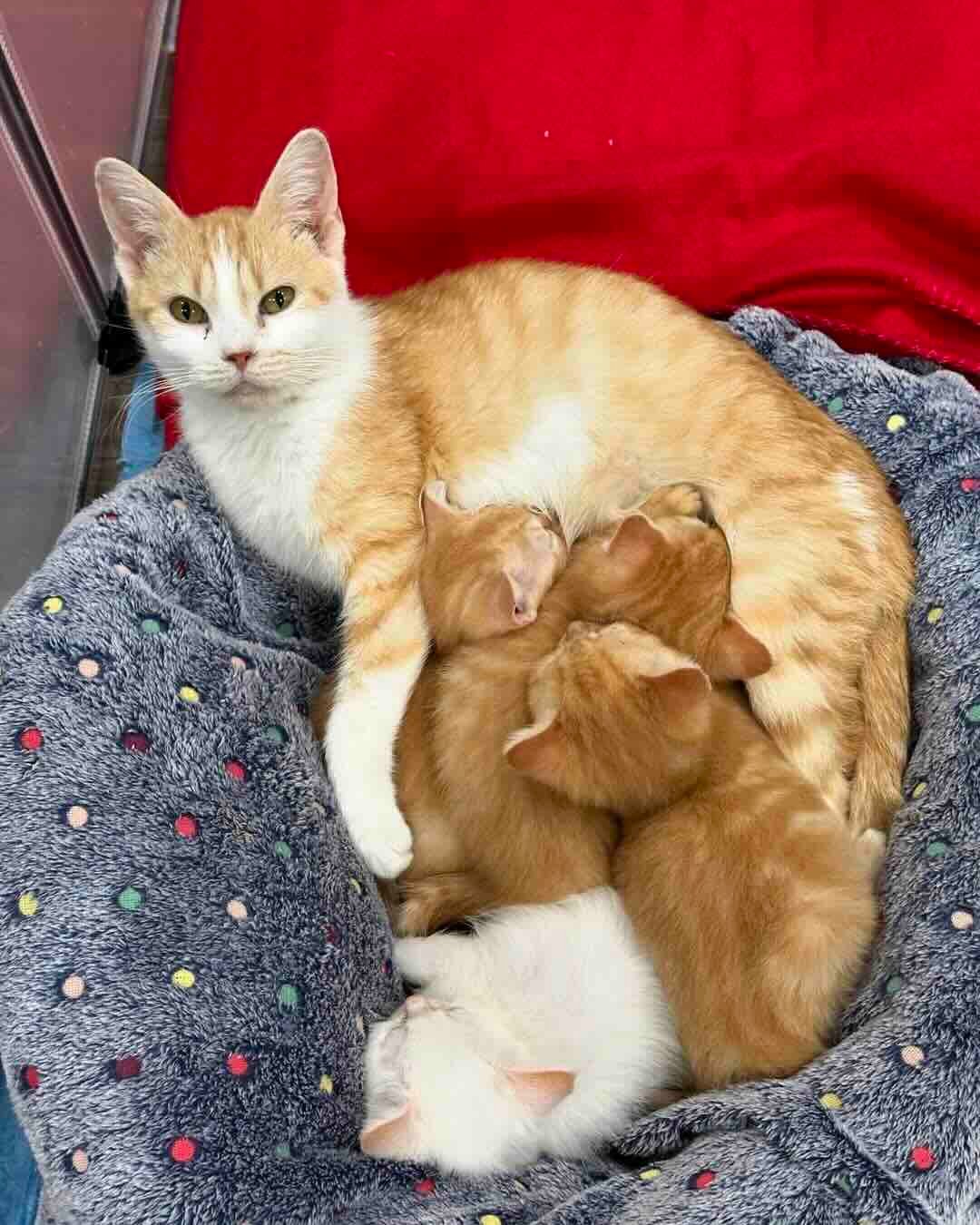 marigold 5 marigold 5