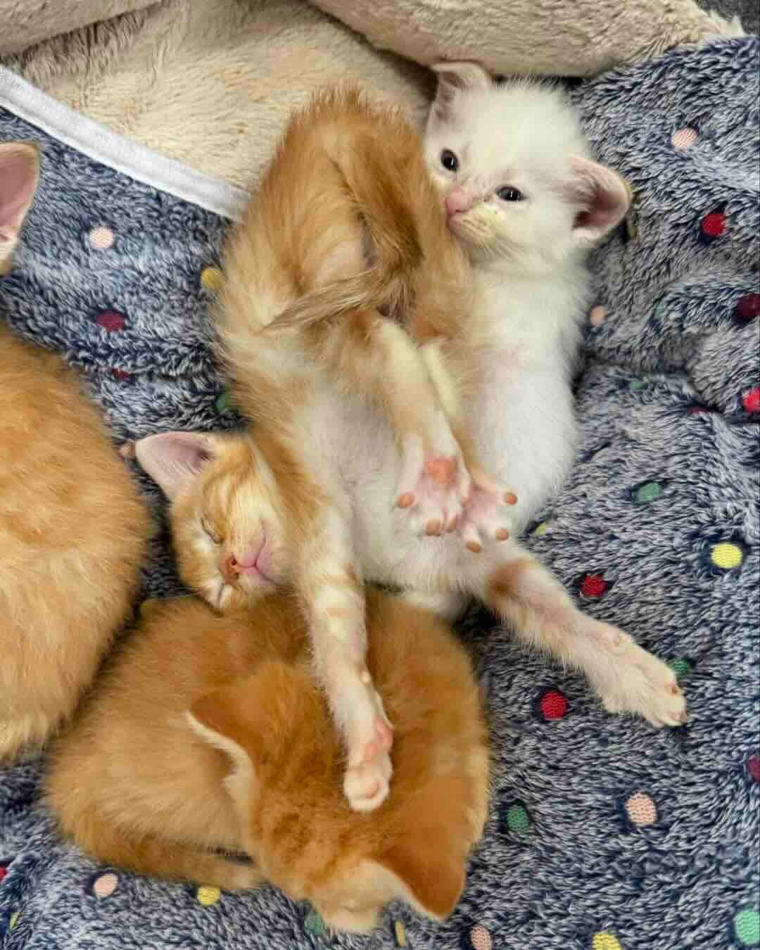 marigold 6 marigold 6