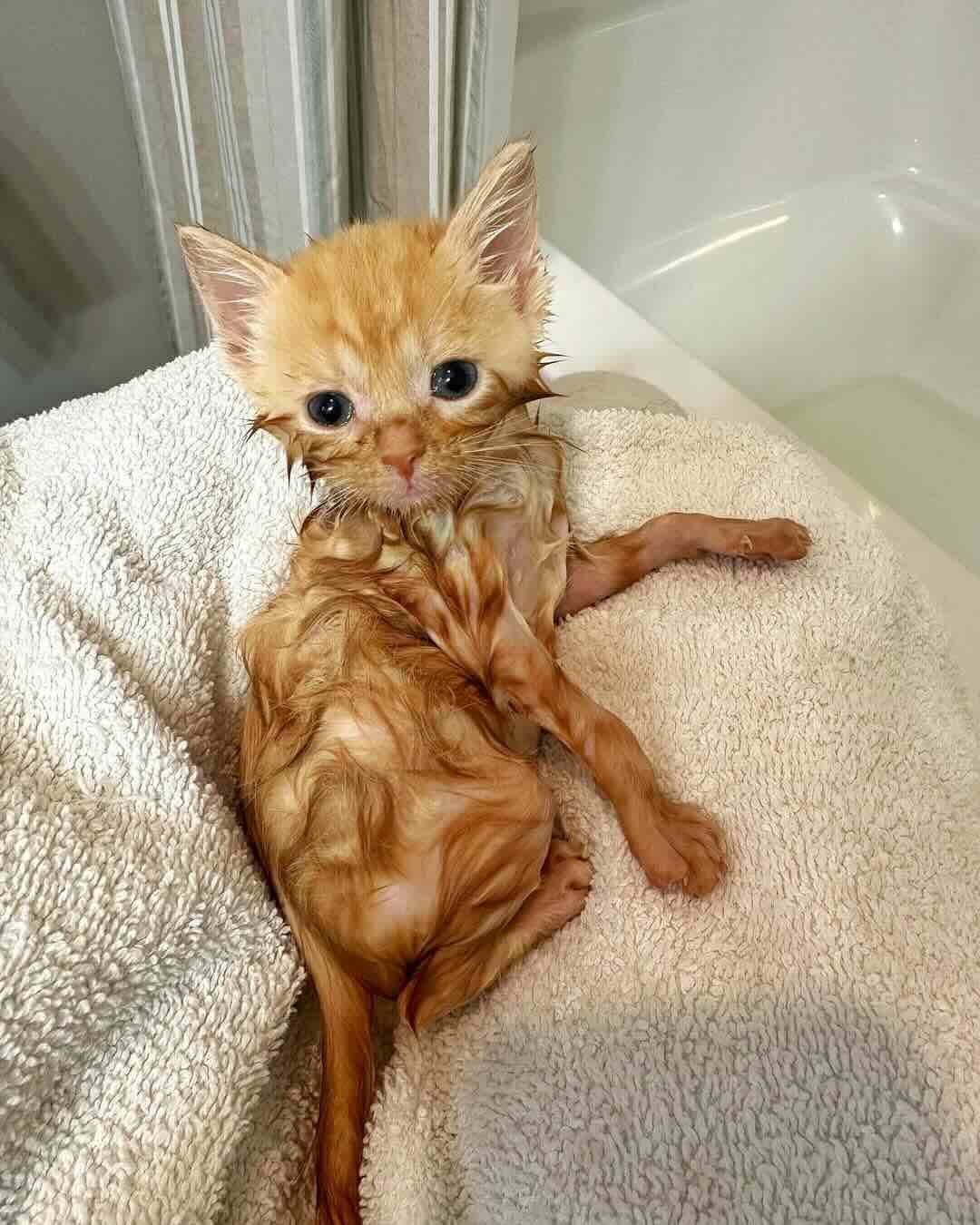 marigold 7 marigold 7