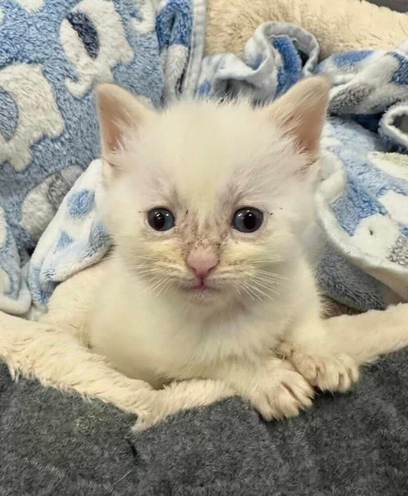 marigold 9 marigold 9