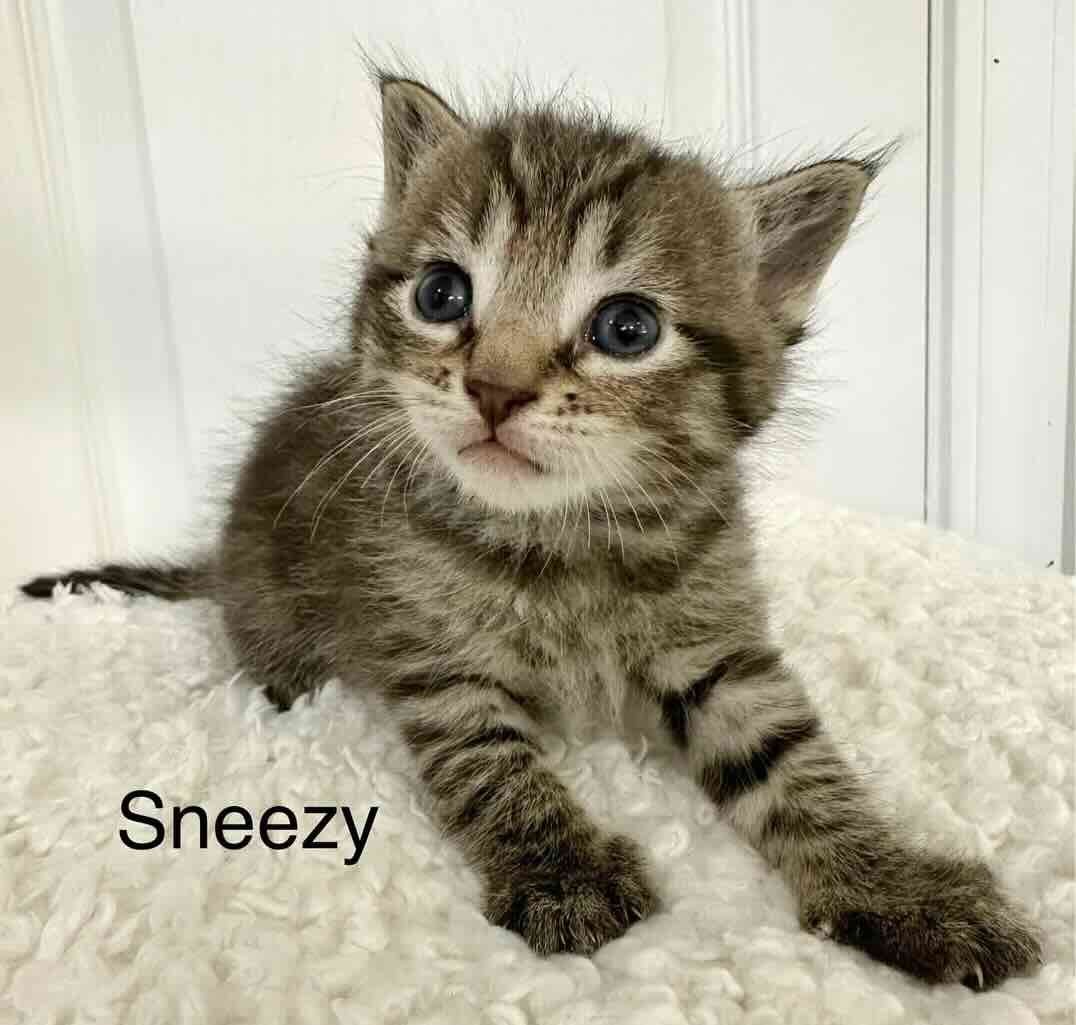 sneezy sneezy