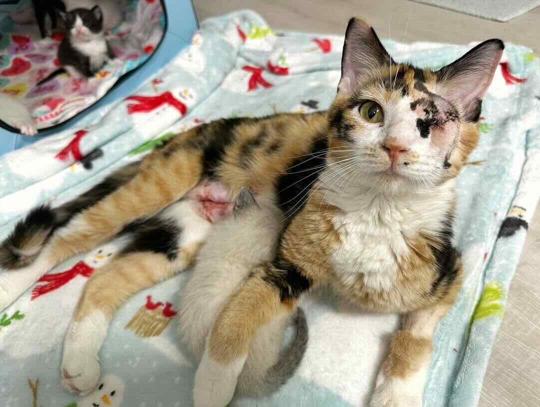 snow white 10 snow white 10