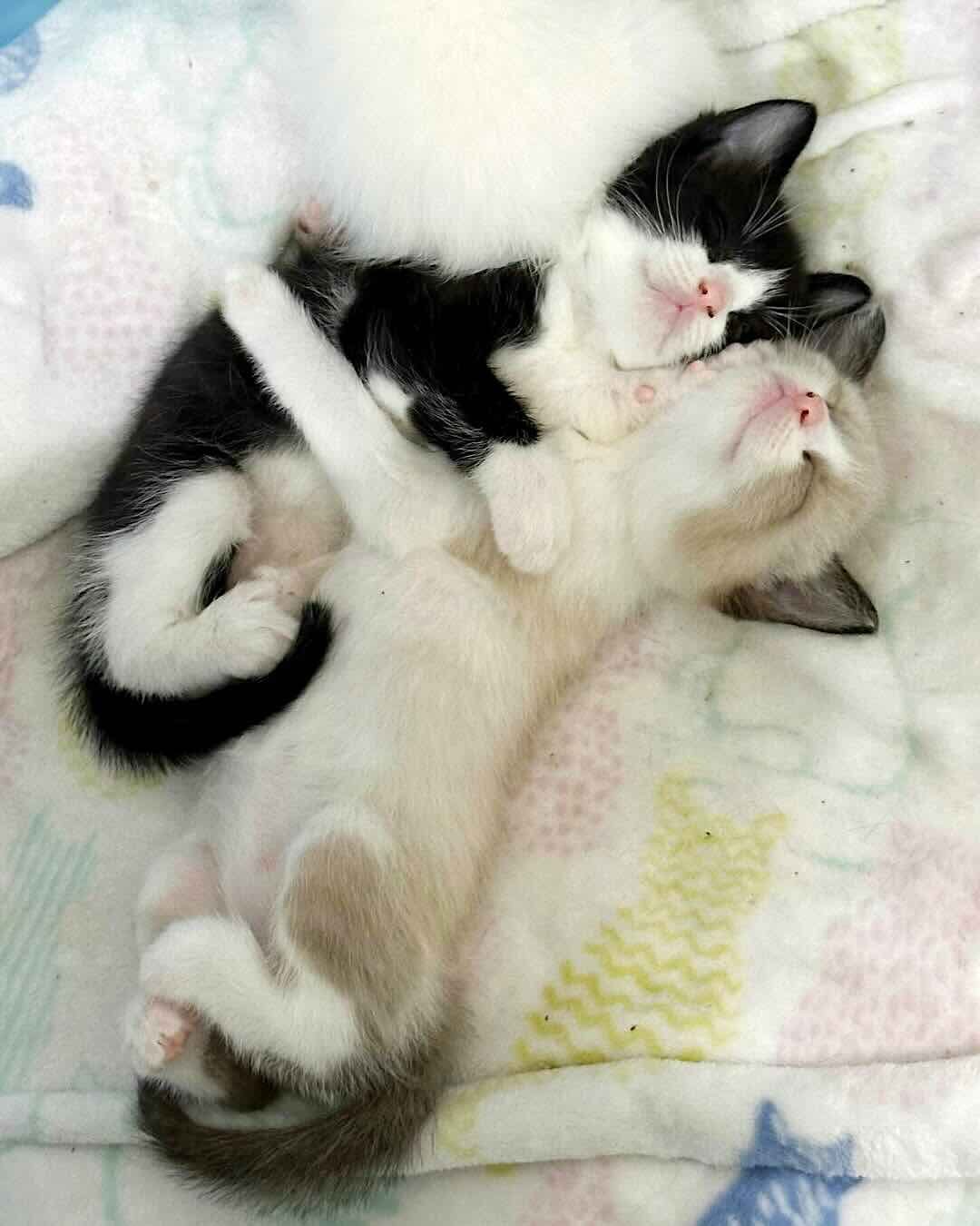 snow white 12 snow white 12