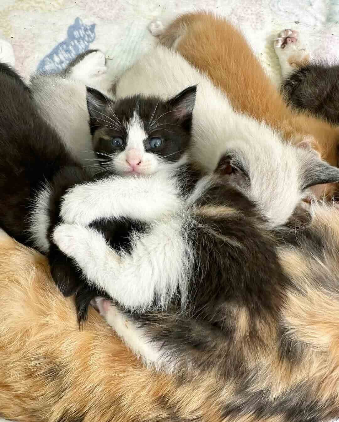 snow white 13 snow white 13