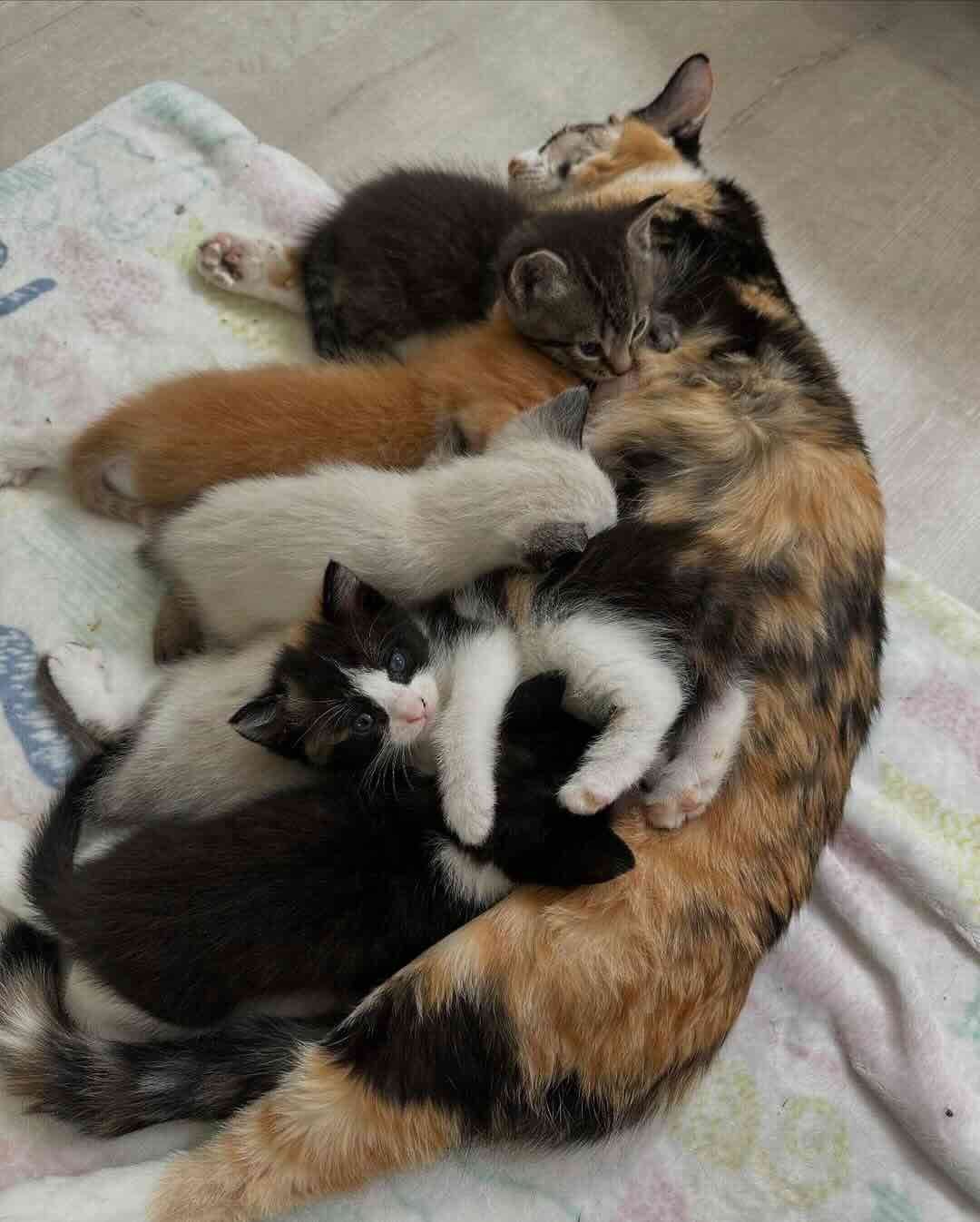 snow white 14 snow white 14