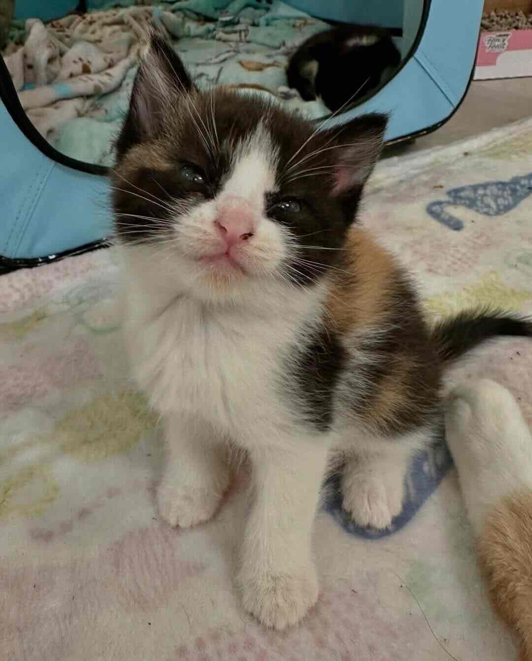 snow white 15 snow white 15