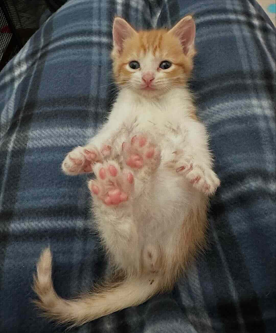 snow white 16 snow white 16