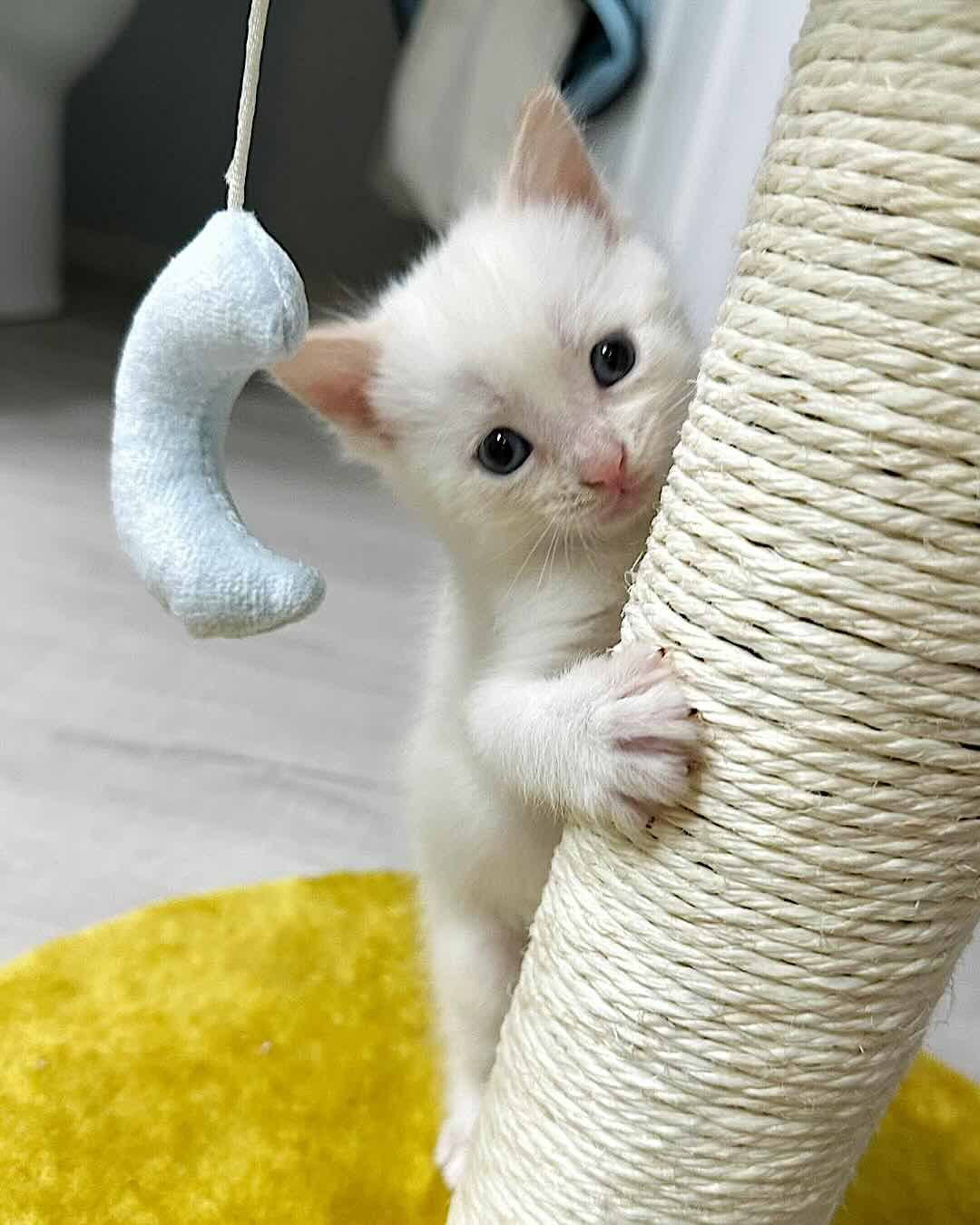 snow white 17 snow white 17