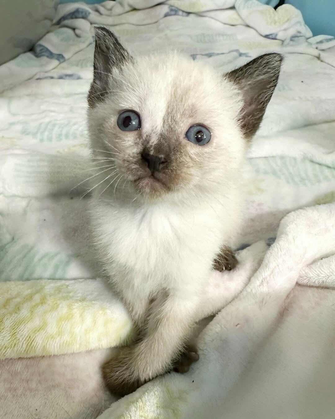 snow white 18 snow white 18