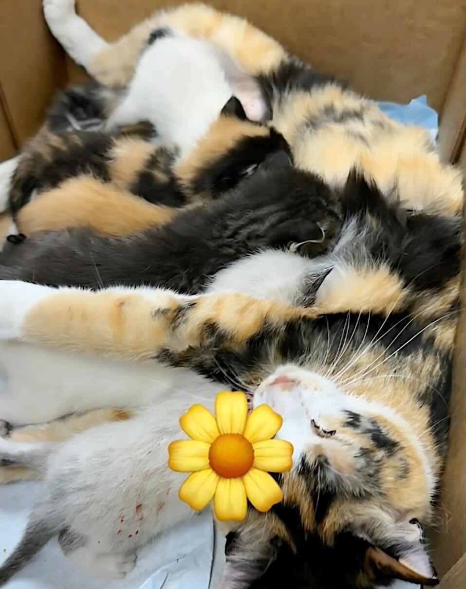 snow white 2 snow white 2