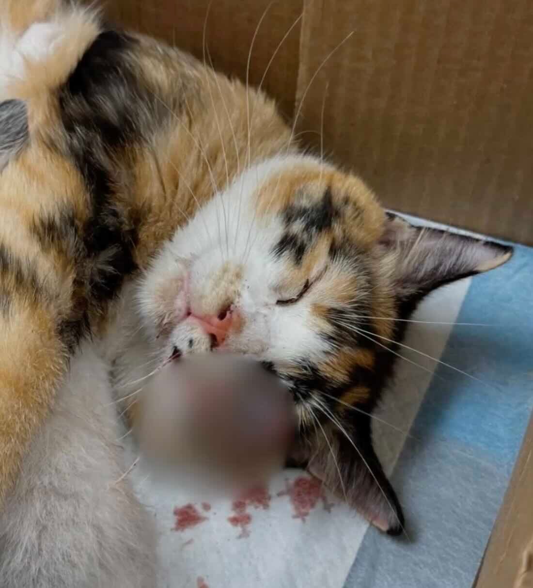 snow white 3 snow white 3