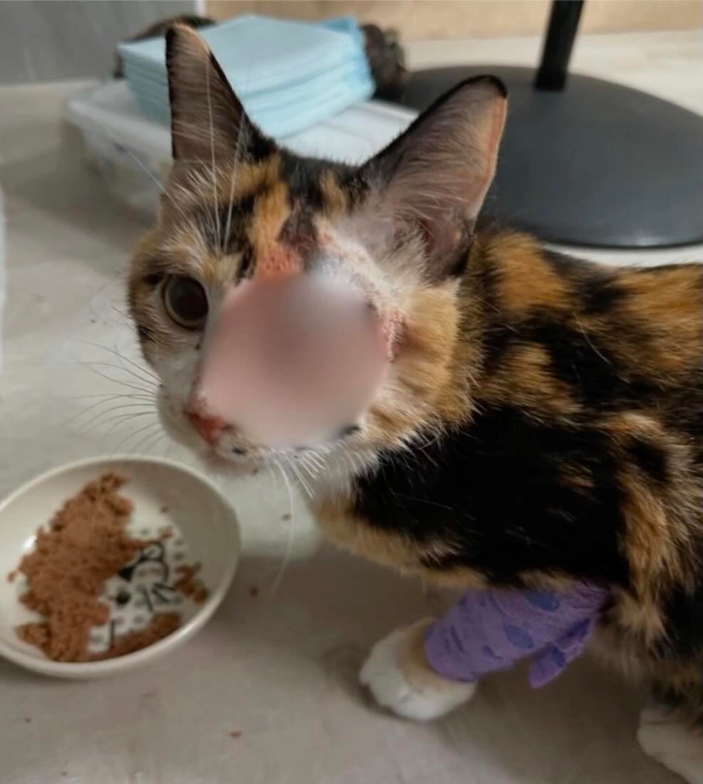 snow white 4 snow white 4