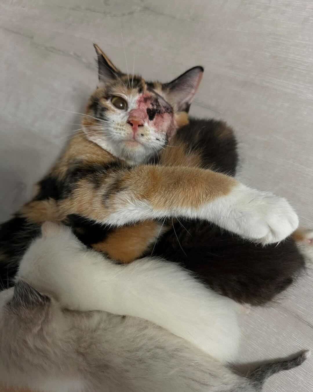 snow white 5 snow white 5