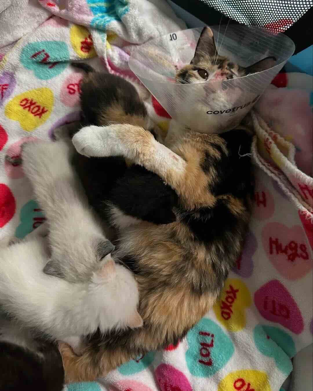 snow white 6 snow white 6