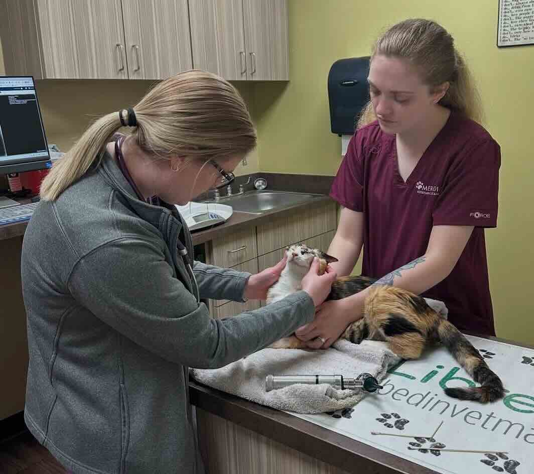 snow white 8 snow white 8