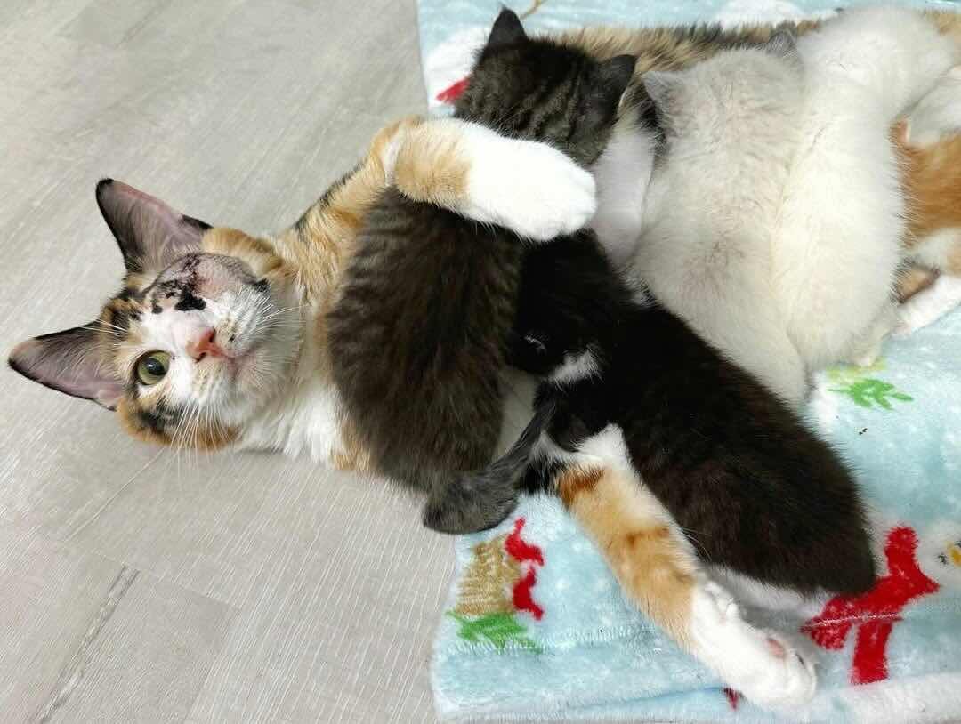 snow white 9 snow white 9