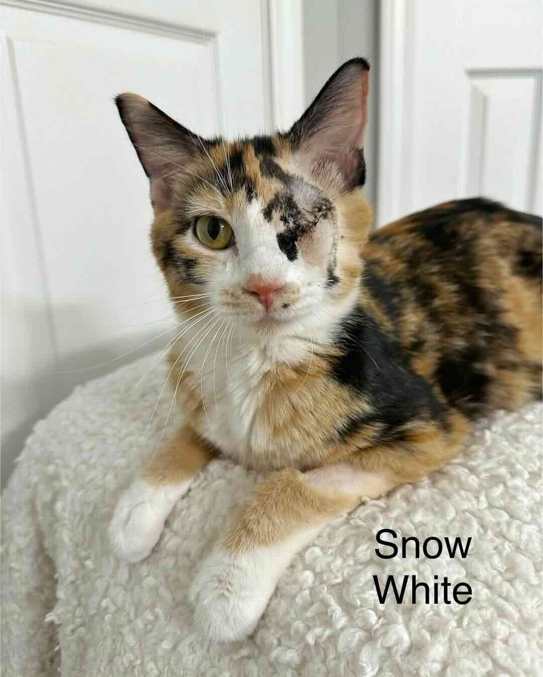 snow white snow white