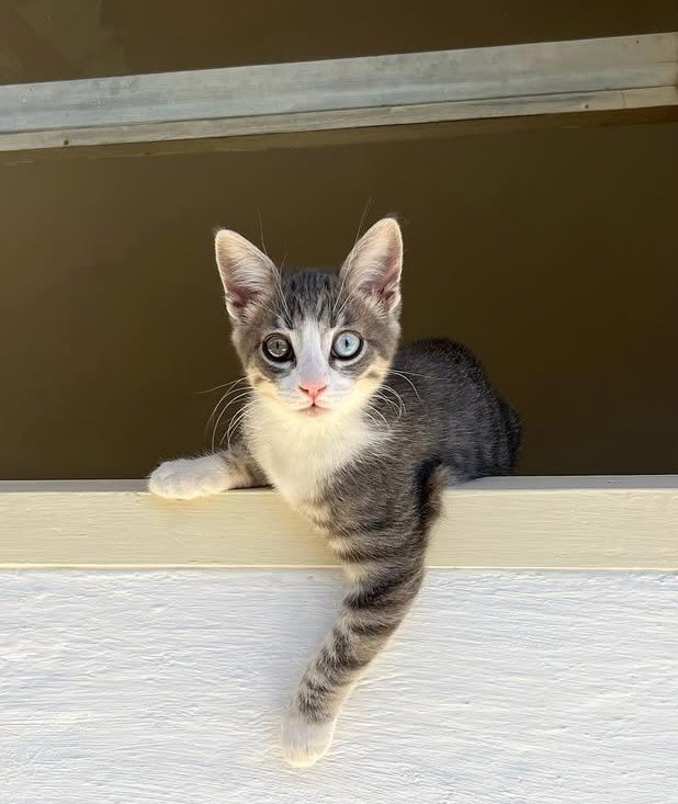 Milagro 11 Milagro 11