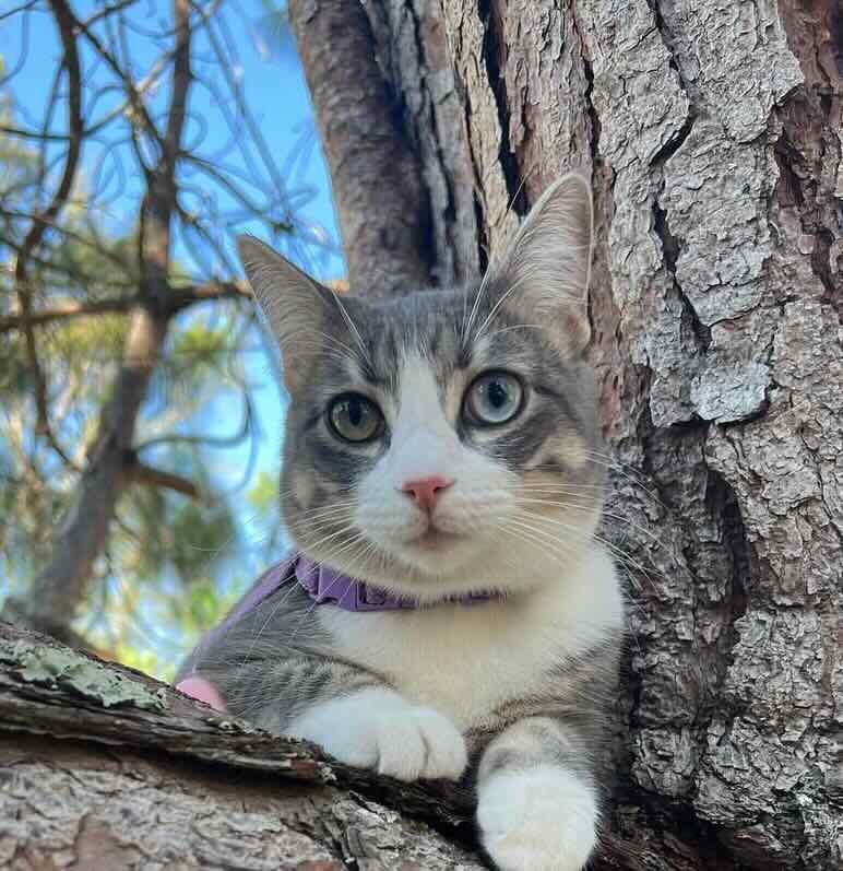 Milagro 14 Milagro 14