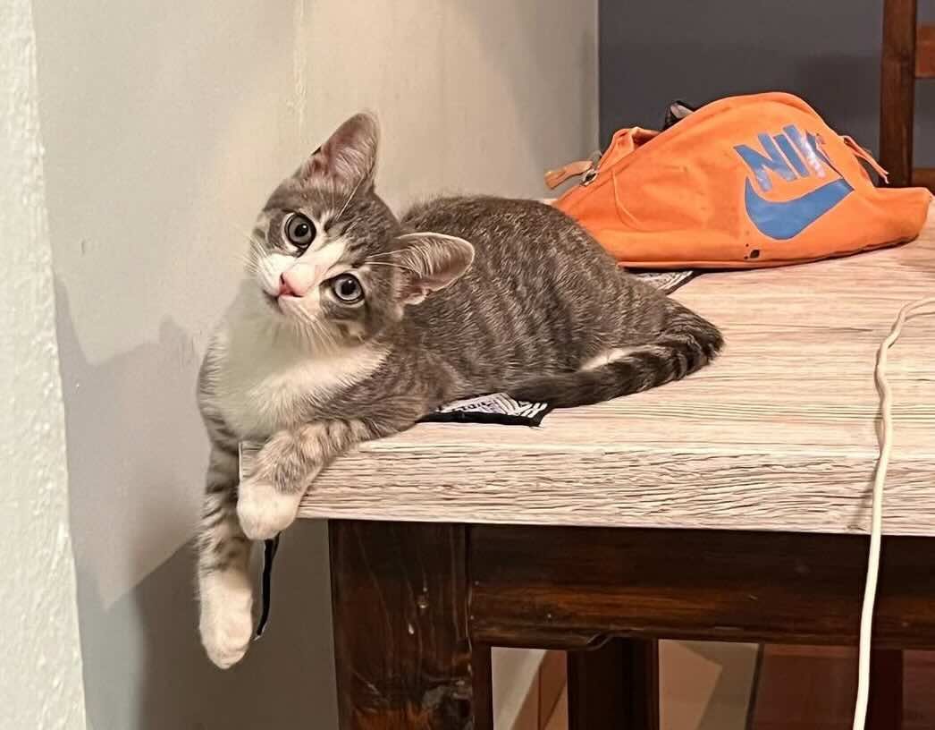 Milagro 16 Milagro 16