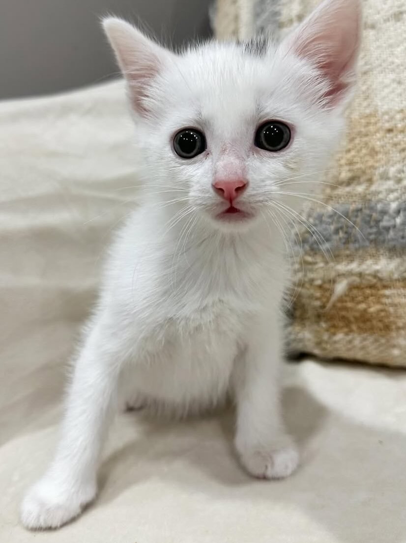 candy 8 twizzler candy 8 twizzler