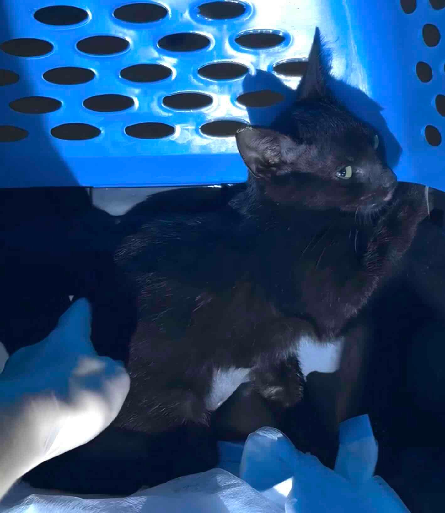 toothless 1 toothless 1