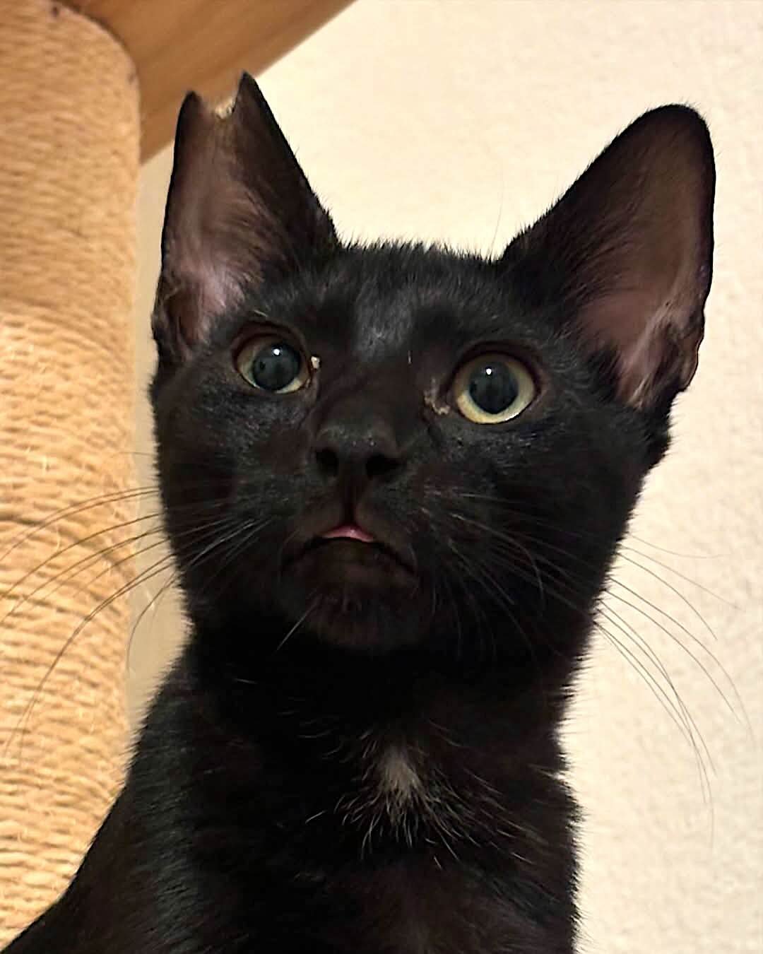 toothless 10 toothless 10