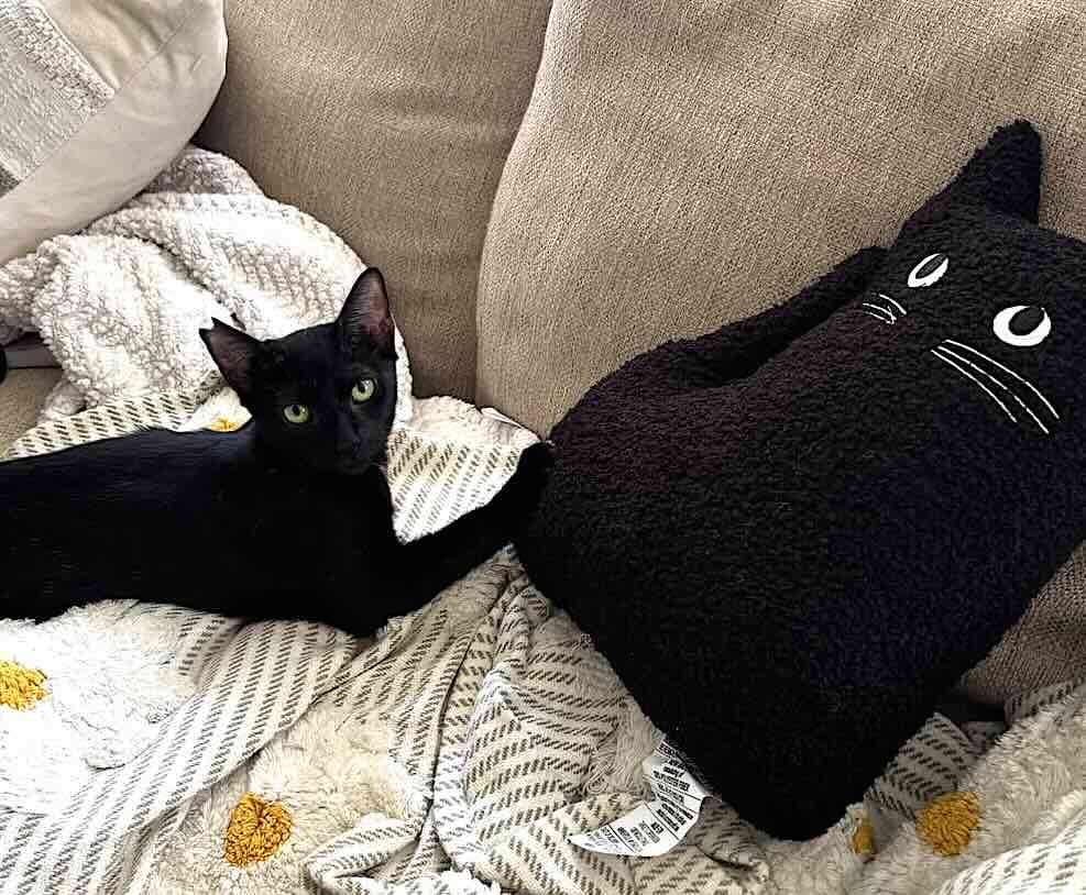 toothless 11 toothless 11