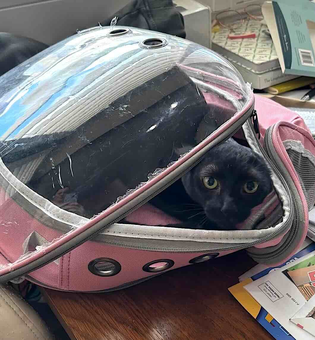 toothless 12 toothless 12