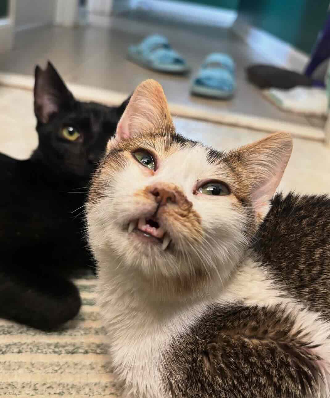 toothless 13 toothless 13