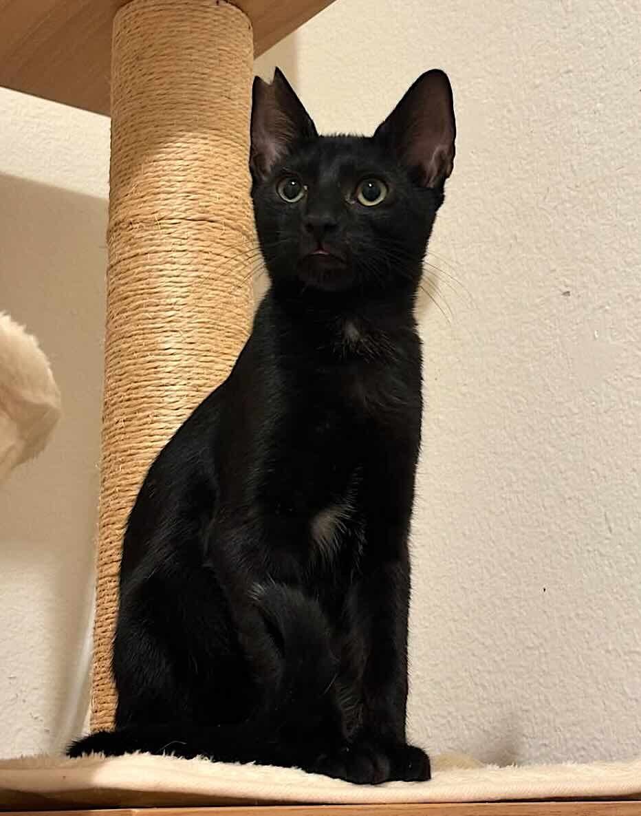 toothless 14 toothless 14