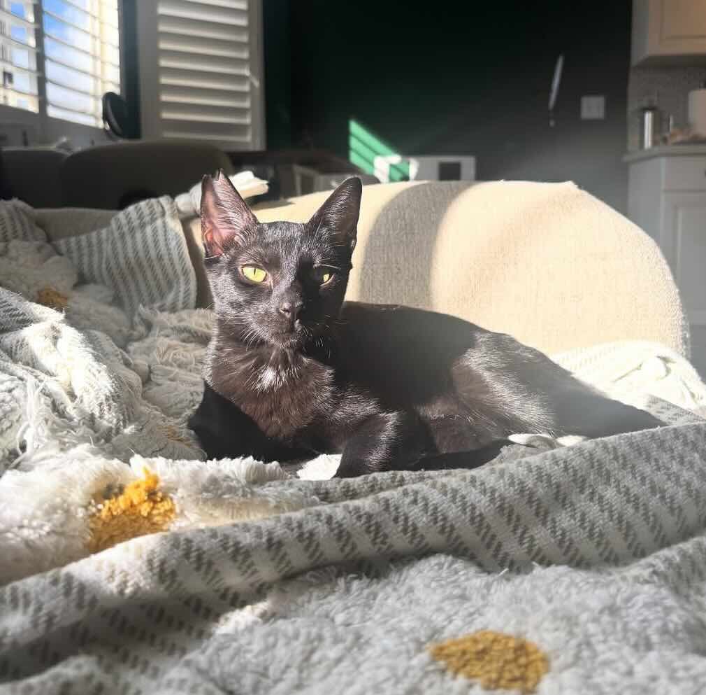 toothless 15 toothless 15