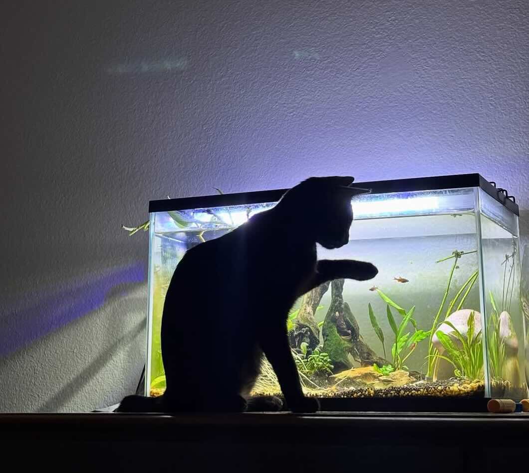 toothless 16 toothless 16