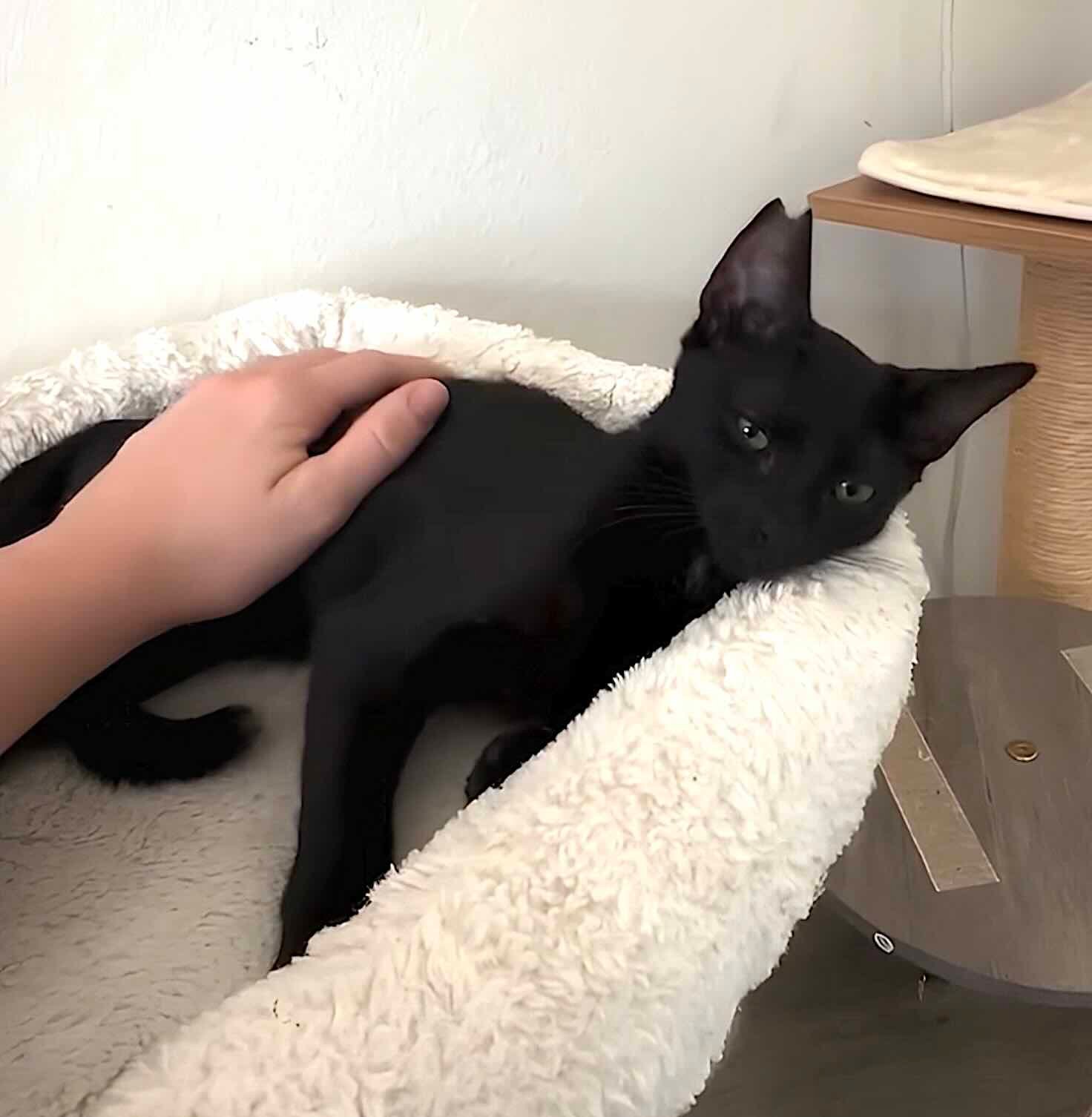 toothless 17 toothless 17