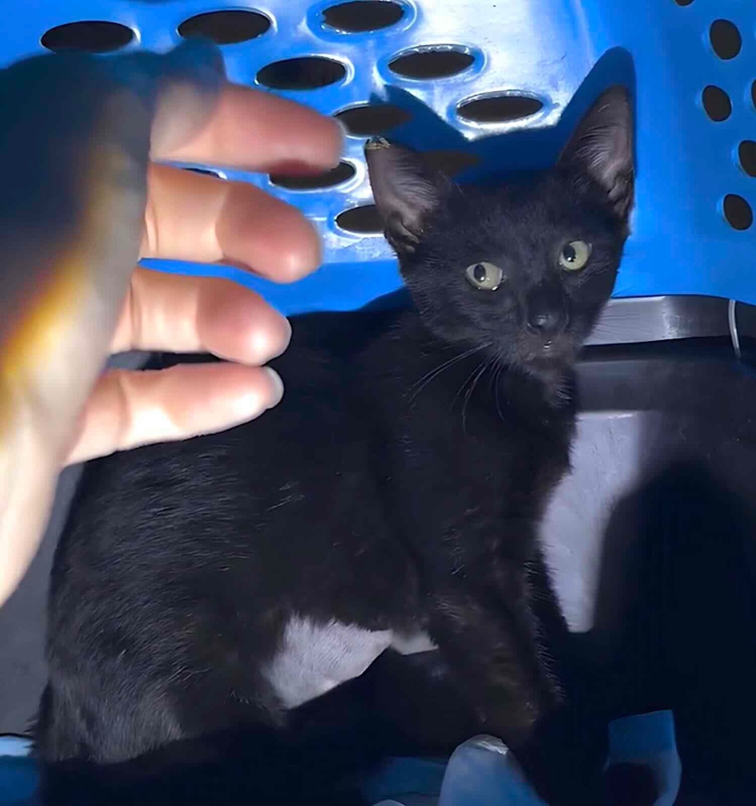 toothless 2 toothless 2