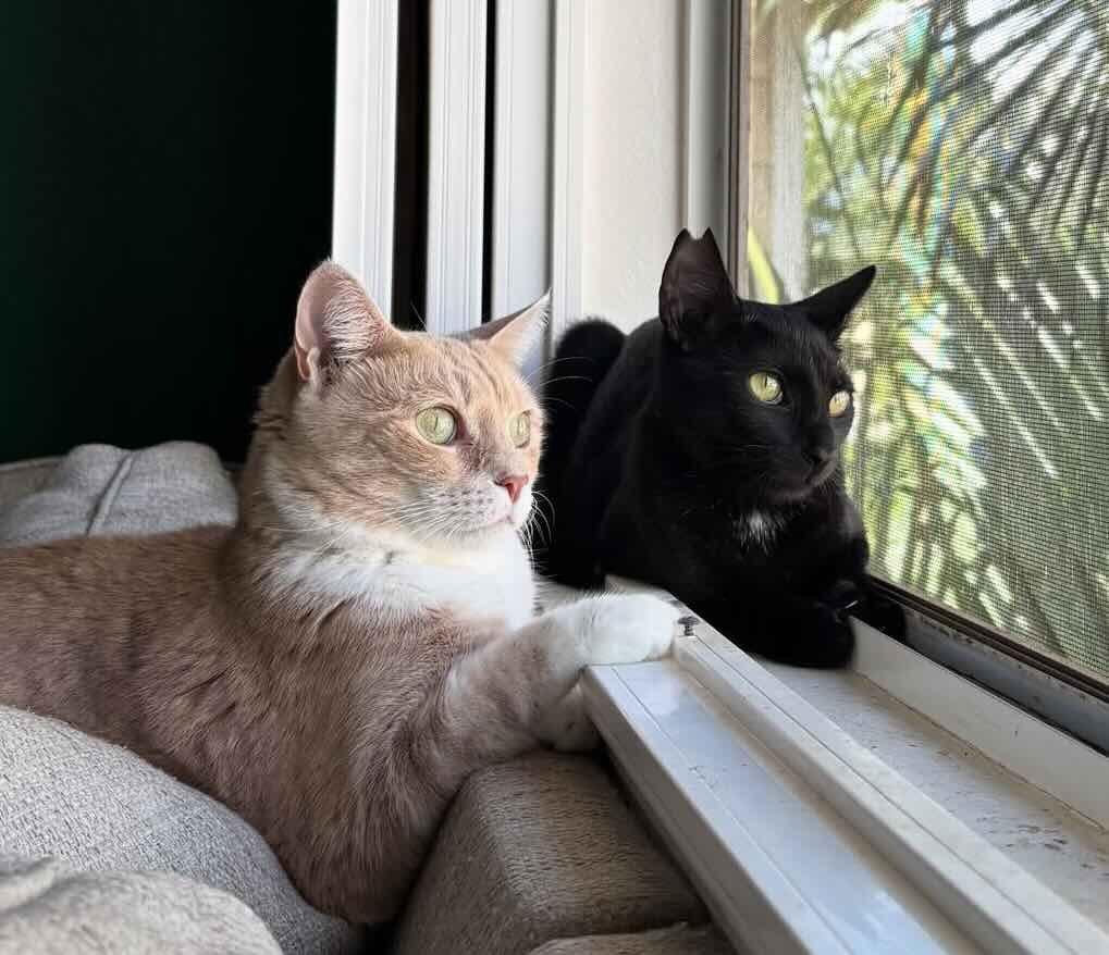 toothless 5 toothless 5