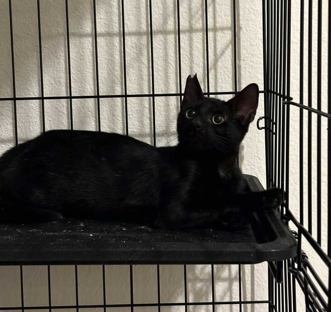 toothless 7 toothless 7