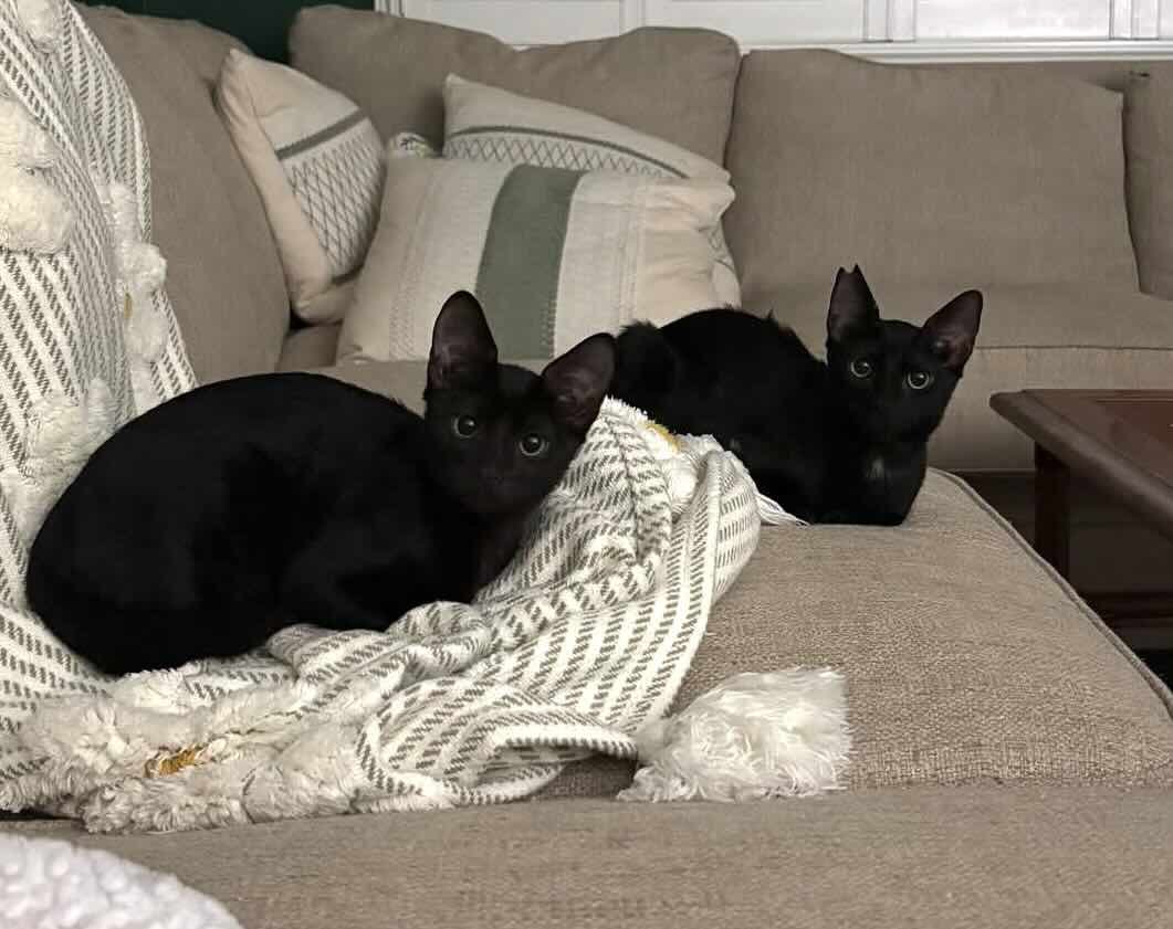 toothless 8 toothless 8