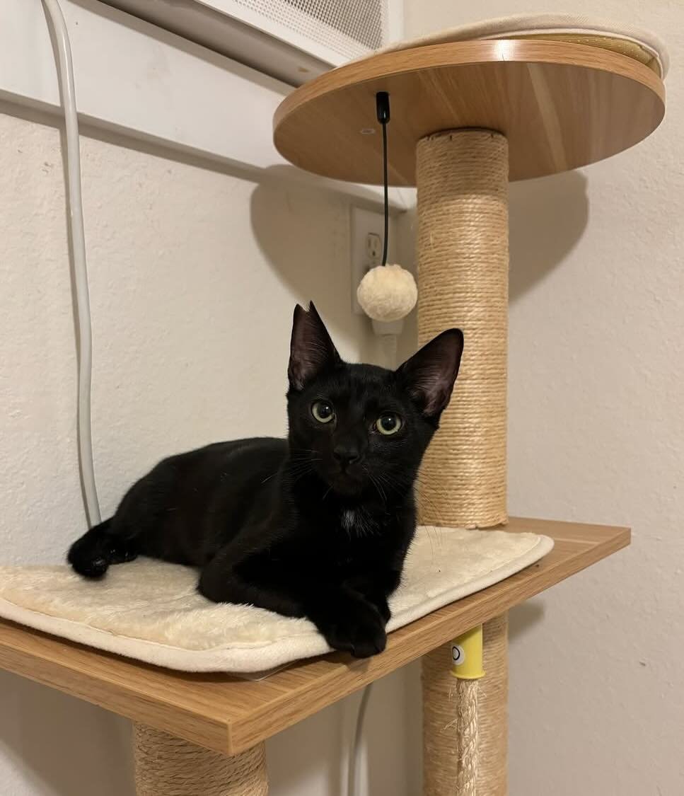 toothless 9 toothless 9