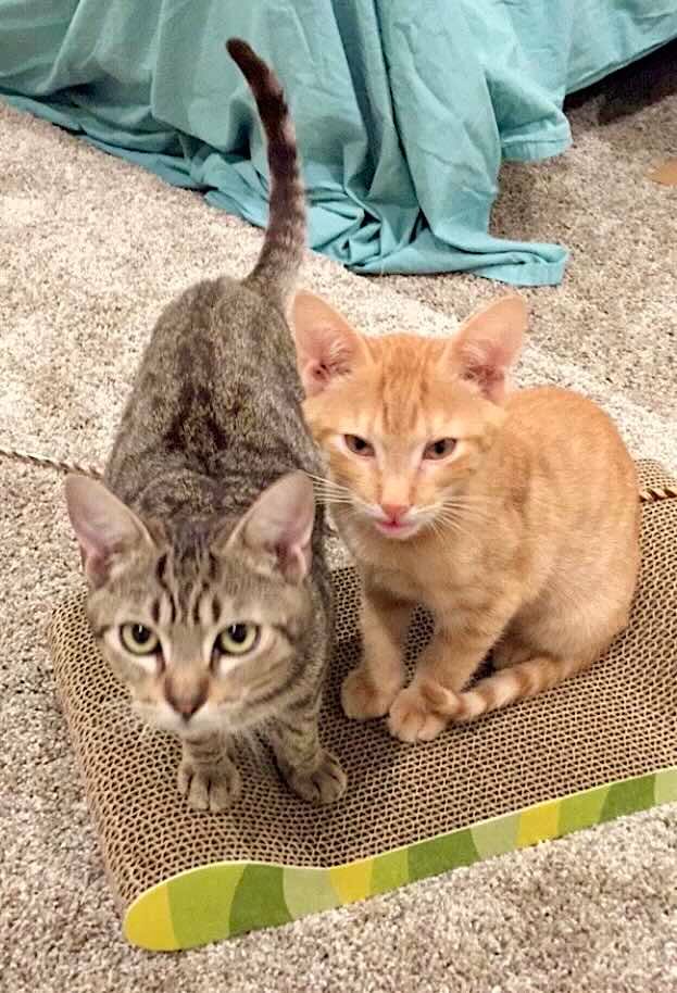 frank n cole 11 frank n cole 11