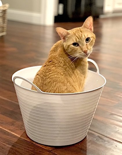 frank n cole 12 frank n cole 12