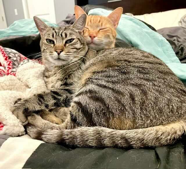 frank n cole 14 frank n cole 14