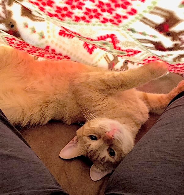 frank n cole 15 frank n cole 15