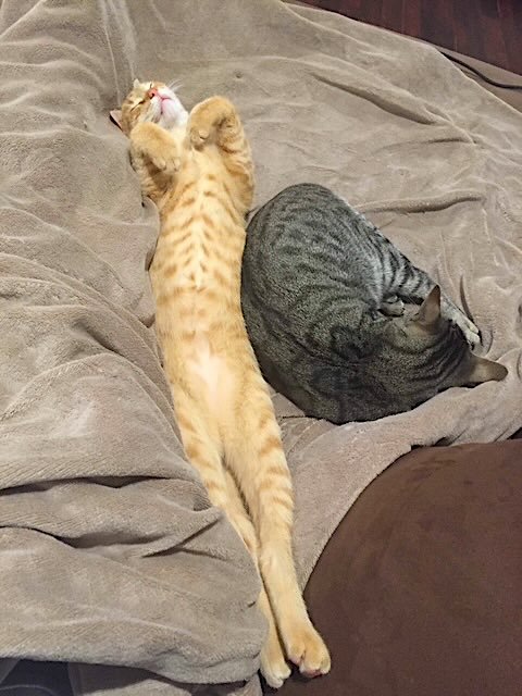 frank n cole 2 frank n cole 2