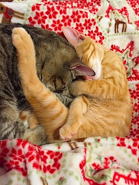 frank n cole 5 frank n cole 5