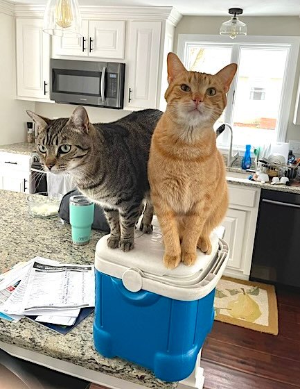 frank n cole 6 frank n cole 6