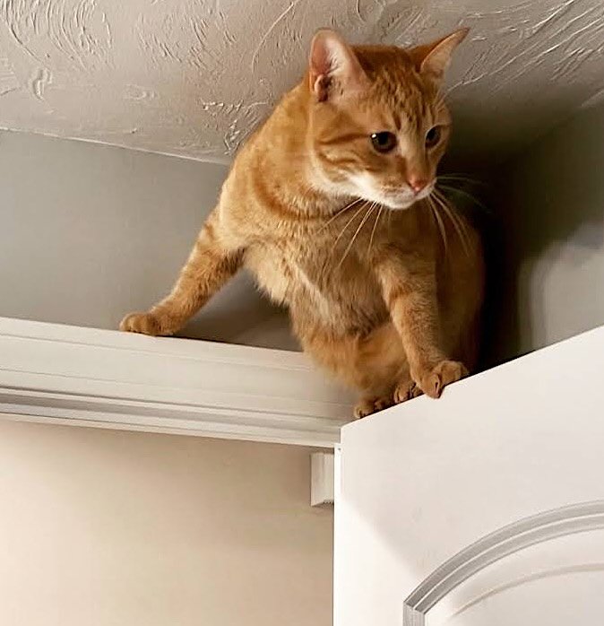 frank n cole 8 frank n cole 8