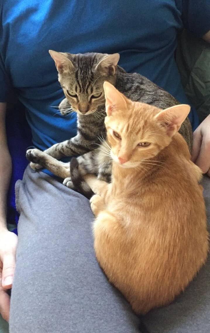 frank n cole 9 frank n cole 9