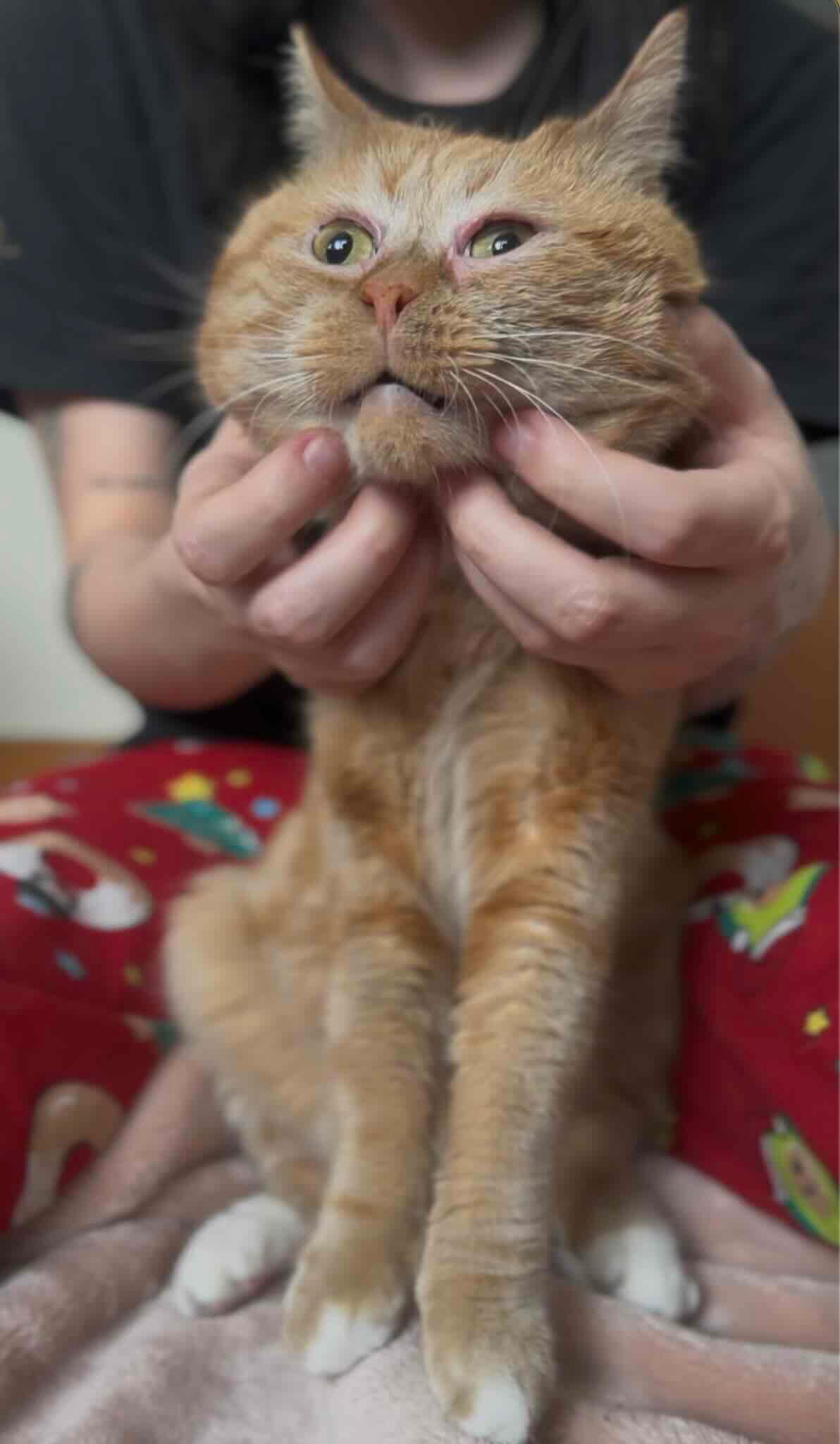 Sweetener-14 Sweetener-14