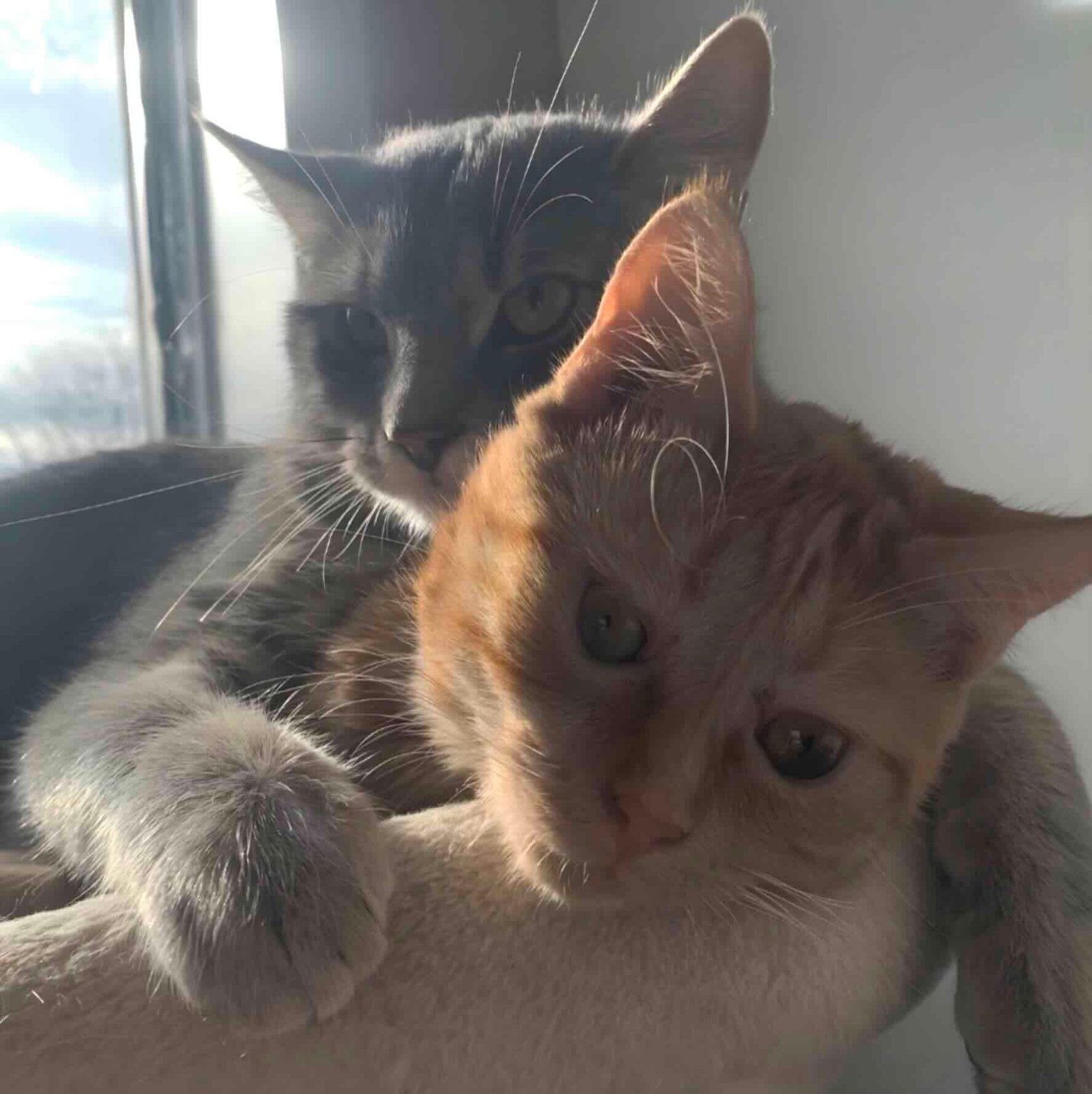 Sweetener-16 Sweetener-16